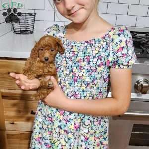 Rufus F1B, Cavapoo Puppy