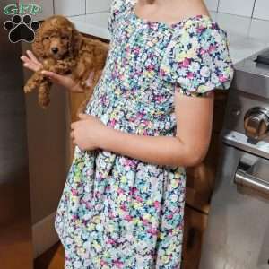 Rufus F1B, Cavapoo Puppy