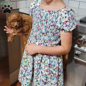Rufus F1B, Cavapoo Puppy