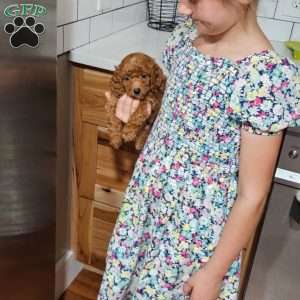 Rufus F1B, Cavapoo Puppy