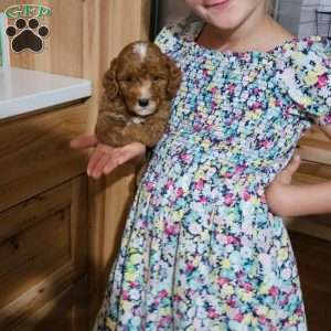 Rowan F1B, Cavapoo Puppy