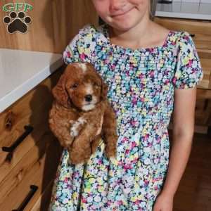 Rowan F1B, Cavapoo Puppy