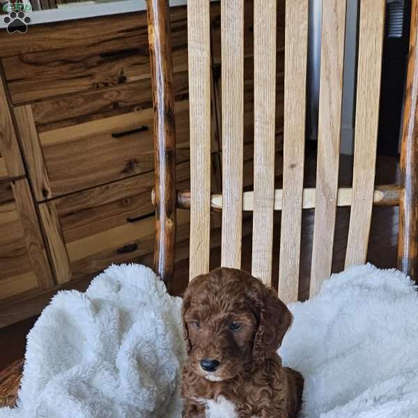 Blaze F1BB, Mini Goldendoodle Puppy