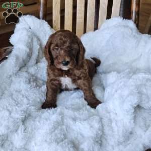 Blaze F1BB, Mini Goldendoodle Puppy