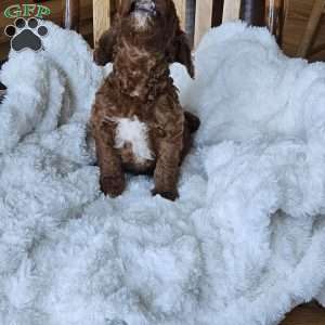 Blaze F1BB, Mini Goldendoodle Puppy
