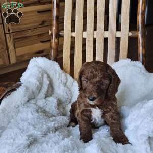 Blaze F1BB, Mini Goldendoodle Puppy