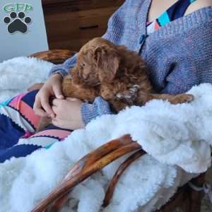 Willow F1BB, Mini Goldendoodle Puppy