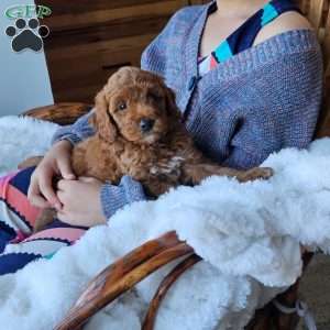 Willow F1BB, Mini Goldendoodle Puppy