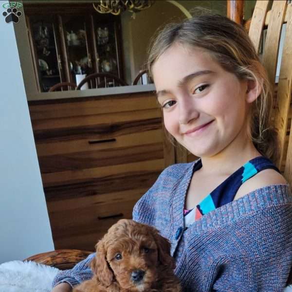 Willow F1BB, Mini Goldendoodle Puppy