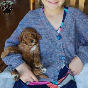 Willow F1BB, Mini Goldendoodle Puppy
