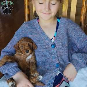 Willow F1BB, Mini Goldendoodle Puppy
