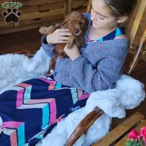 Willow F1BB, Mini Goldendoodle Puppy