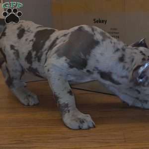 CHOCOLATE CHIP, Cane Corso Puppy