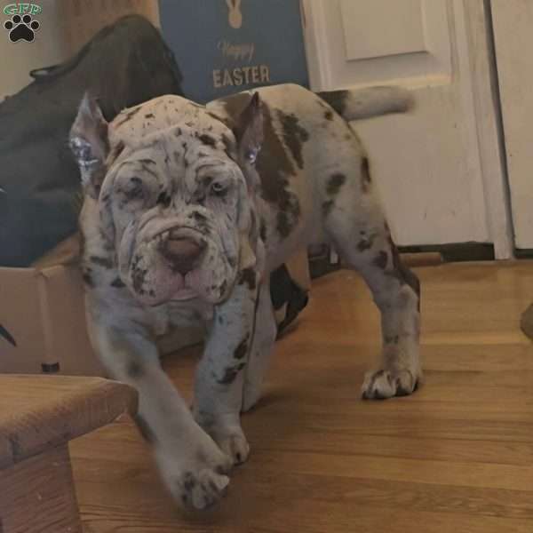 CHOCOLATE CHIP, Cane Corso Puppy
