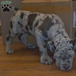 CHOCOLATE CHIP, Cane Corso Puppy