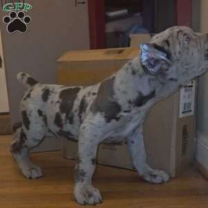 CHOCOLATE CHIP, Cane Corso Puppy