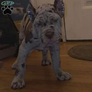 CHOCOLATE CHIP, Cane Corso Puppy