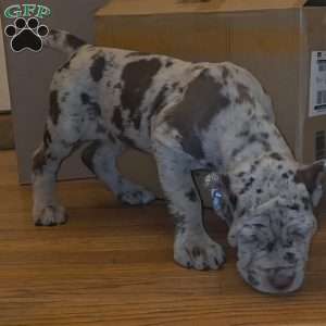 CHOCOLATE CHIP, Cane Corso Puppy