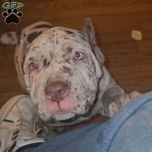 CHOCOLATE CHIP, Cane Corso Puppy