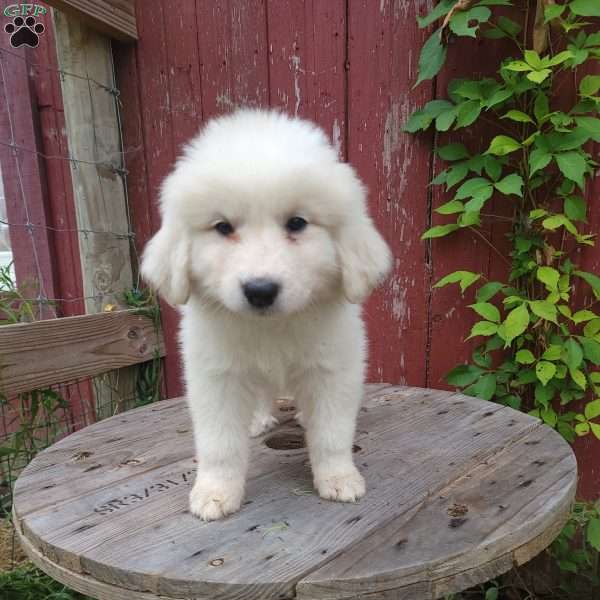 Clover, Great Pyrenees Puppy