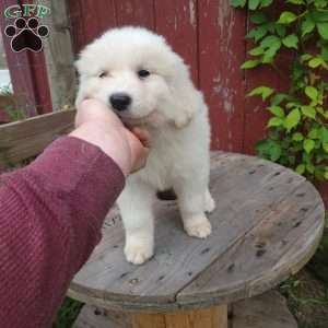 Clover, Great Pyrenees Puppy
