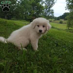 Clover, Great Pyrenees Puppy