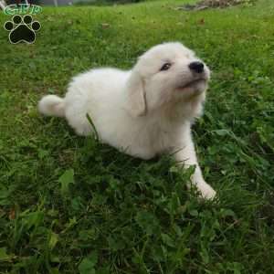 Clover, Great Pyrenees Puppy