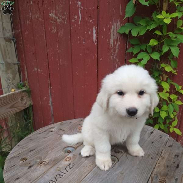 Willow, Great Pyrenees Puppy