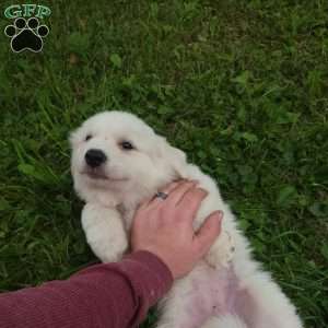 Willow, Great Pyrenees Puppy