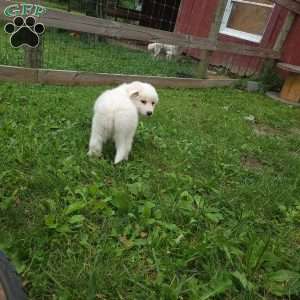 Willow, Great Pyrenees Puppy