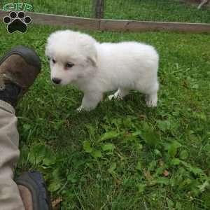 Willow, Great Pyrenees Puppy