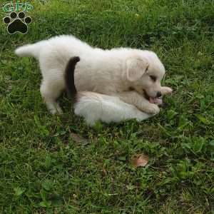 Buck, Great Pyrenees Puppy