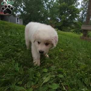 Buck, Great Pyrenees Puppy