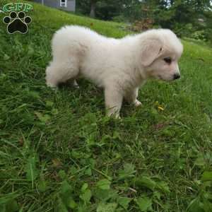 Buck, Great Pyrenees Puppy