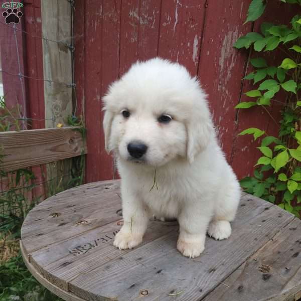 Buck, Great Pyrenees Puppy