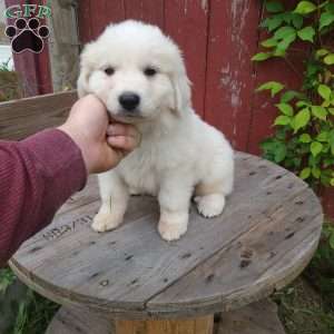 Buck, Great Pyrenees Puppy