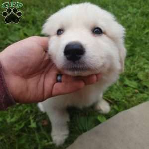 Oakley, Great Pyrenees Puppy