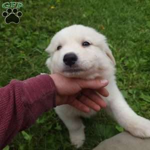 Oakley, Great Pyrenees Puppy