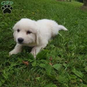 Oakley, Great Pyrenees Puppy