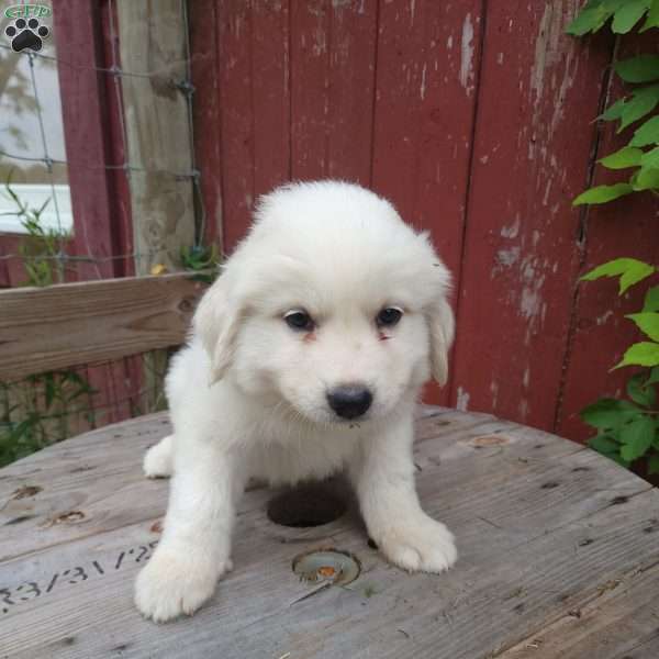 Oakley, Great Pyrenees Puppy