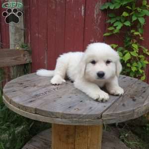Oakley, Great Pyrenees Puppy