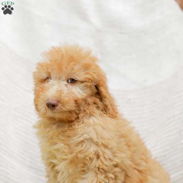 Joy, Mini Goldendoodle Puppy