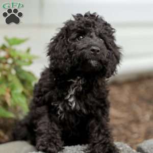 Kenny, Cavapoo Puppy