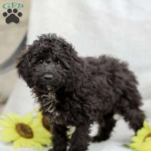 Kenny, Cavapoo Puppy
