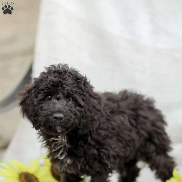 Kenny, Cavapoo Puppy