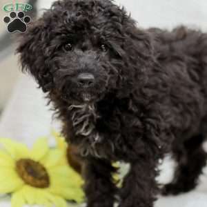 Kenny, Cavapoo Puppy