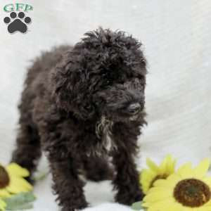 Kenny, Cavapoo Puppy