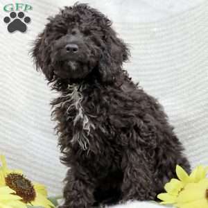 Kenny, Cavapoo Puppy
