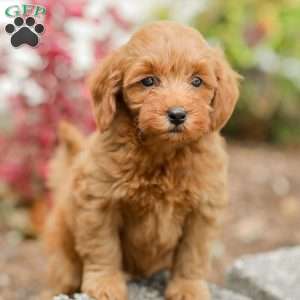 Lacey F1BB, Mini Goldendoodle Puppy