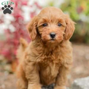 Lacey F1BB, Mini Goldendoodle Puppy